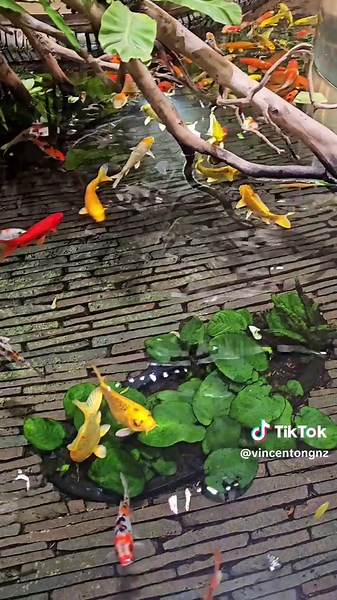 Koi Fishes at Changi Airport: A Unique Experience