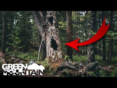 Never Walk Past a Tree Like THIS Without Investigating