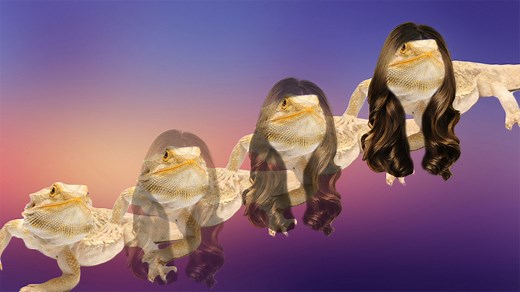 Yes, There Are Trans Animals