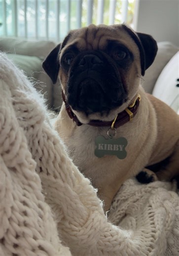 Growing Up Together: A Girl and Her Pug