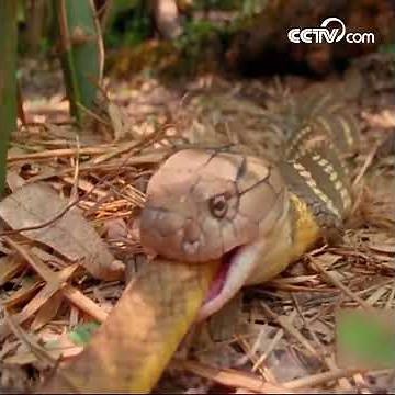Un cobra royal avale un serpent