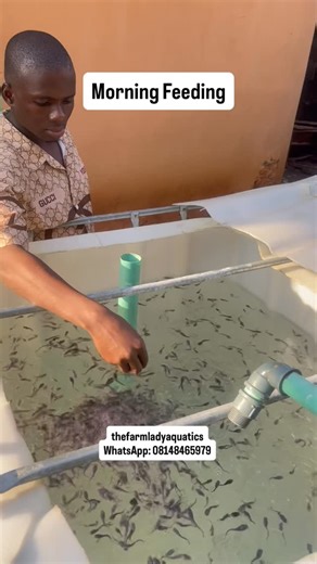 CATFISH FARMING TRAINING AND BUSINESS CONSULTANCY IN LAGOS on Instagram: "Juveniles booking for February is ongoing Price: 95 Naira each Minimum order quantity: 1000 pcs Payment validates your booking #catfishfarminginnigeria #thefarmladyaquatics"