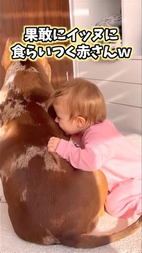 5 dog videos that will make you smile lol #dog #life with a dog #dog #cute #adorable #relaxing #p...