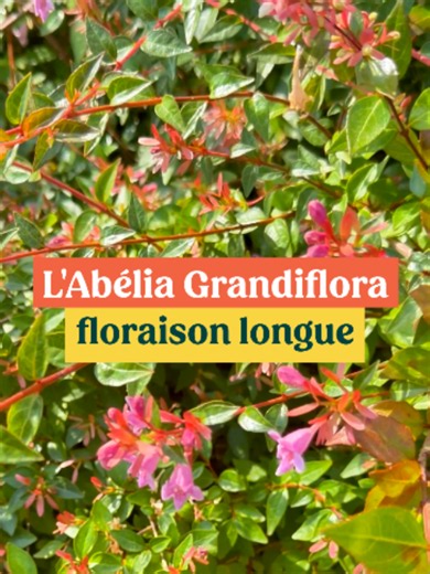 Abelia grandiflora : plante fleurie, entretien et conseils 2026