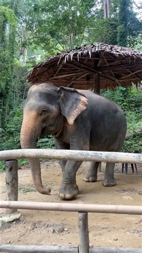 Majestic Elephants in Action! 🐘 Heart-Touching Moments You Must See