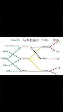 The brachial plexus explained with clinical anatomy.