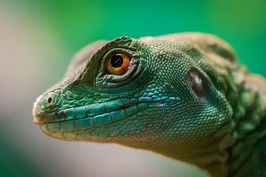 How Much Is The Cost Of A Gecko at Petco? [Stats] - Pricing And Cost Data