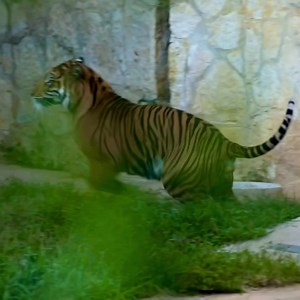 386K views · 3.2K reactions | Everybody loves tiger zoomies!  | San Antonio Zoo | Facebook