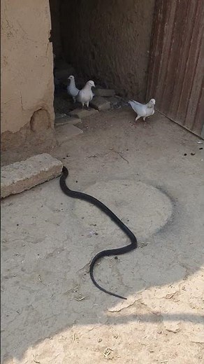 Snake Attacks Pigeon in Shocking Ambush!
