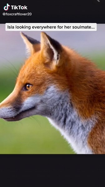 Isla's Search for Her Soulmate in Book Three