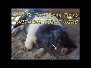How To Trim Boar Tusks without gigli wire saw & NO RESTRAINT! #hogs #hogmanagement