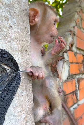 The Monkey Show on Reels