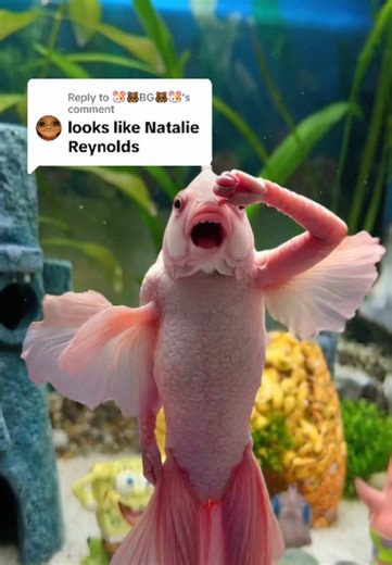 Replying to @🐹🐻BG🐻🐹 Does the dancing fish look like @Natalie Reynolds? Y’all ruthless just like the SpongeBob dance. #fishlover #dancingfish #spongebob #aianimation