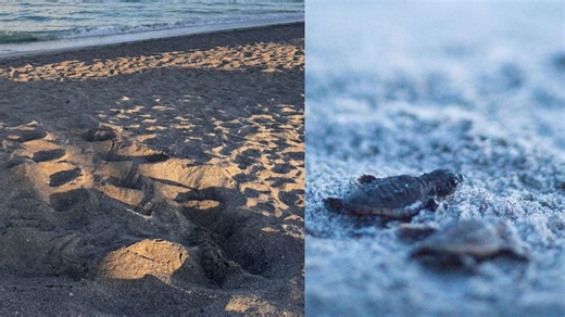 First local sea turtle nest of 2026 season has been spotted