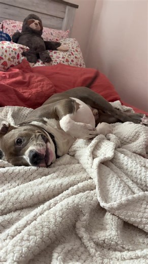 Unconditional Love for My 80-Pound Hippo
