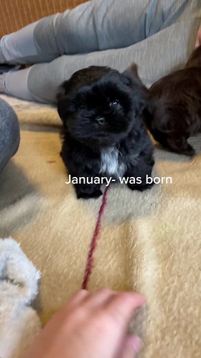 Shih Tzu Puppy's First Year Journey | Growth, Tricks, and Adventures