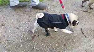 Three legged Ed... And his prosthetic leg... Enjoying a walk... Sorry he says no time to talk... Four years ago Pug Rescue helped this little puggy boy.... Walk on 4 legs for the very first time in his life which bought much joy... As with all of our pugs... We went to great lengths to improve Ed's life with anything we could do along with lots of hugs... Ed's prosthetic hind leg was the first of its kind in Australia and as you see is still being put to good use everyday... Ed it's such a joy t