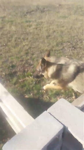 German Shepherd Search and Rescue training day 1249: Anunitum speed runs the agility course.
