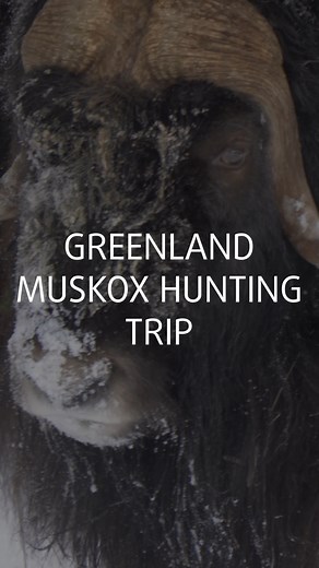 1.4K views · 24 reactions | 4 spots left for our Muskox Hunting trip to Greenland! Would you like to join us? DM us or write to iberhunting@iberhunting.com . . . #huntingtrip #huntingislife #outfitter #safariclubinternational #huntingseason #huntingtrophy #UsHunter #guidedhunts #huntingeurope #outfitters #muskox #huntingreenland | IberHunting | Facebook