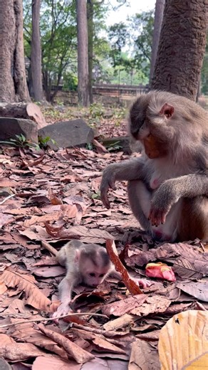 (Libby) First training baby Levy! 💫💫 #shorts #newbornmonkey #training