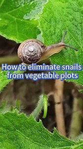 How to eliminate snails from vegetable plots #garden #gardening #gardeningtips #farming #planting #pesticides #snails #pestcontrol #foryouシ | Garden and Planting Tips
