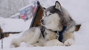 Japan: a husky sits in the snow at a husky sledding site.