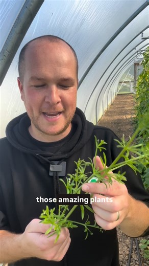 Barrie Quinn | Cleavers, also known as goosegrass, is a powerful spring herb traditionally used to support the lymphatic system, kidneys and skin health.... | Instagram