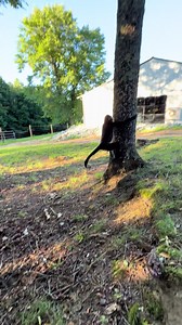 Spidermonkey Rooster Shows a Surprise in 60 Seconds