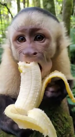 Monkey Eating Banana 🍌🐒 | Loud ASMR Sounds