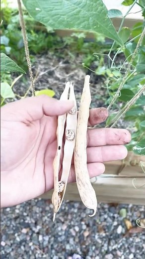 How to Tell If Beans Are Ready to Harvest 🌱🥗 | Snap Test Explained