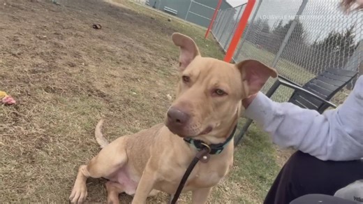 Shelter pup of the week: Meet Torque, a certified 'good boy'