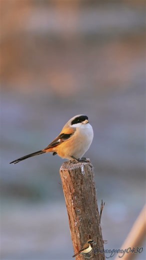 棕背伯勞 Long-tailed Shrike #birds #wildlife #nature #birdingparadise #birdwatching #4k#birdphotography