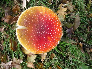 Fungi in the garden – some revelations | Cornwall Wildlife Trust