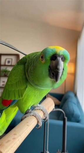 Parrot's Hilarious human imitations#ViralReels #TrendingNow #ExplorePage #MustWatch #ViralContent
