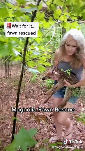 Fawn already in distress just went through a hail storm too, poor baby. Fawn is at Magnolia Fawn Rescue being treated for neck issue and hypothermia. Thank you to the kind people who found this fawn and called us. They had seen the mother doe earlier and hoped the fawn could stay with the mother but the fawn can not stand to nurse and would have just starved. To help Magnolia Fawn Rescue save orphaned and injured fawn , please check the (Link in Bio). #fawn #babydeer #bambi #fyp #foryou