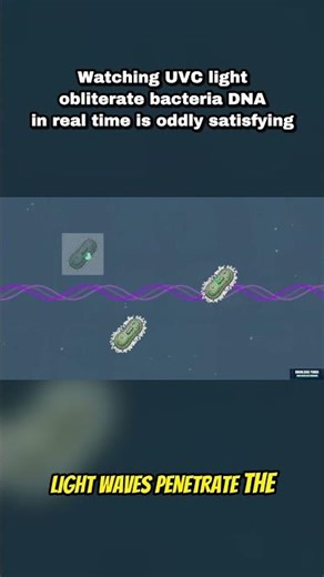 Watching UVC light obliterate bacteria DNA in real time is oddly satisfying