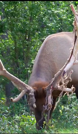 1.3M views · 8.9K reactions | Huge Elk Bulls Courting and Bugling During the Rut | Wildlife On Video | Facebook