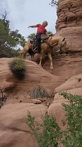 Stud Horse doing what he does best. #horse #stud #stallion #cowboy #mountain #az #Arizona | Westerworks
