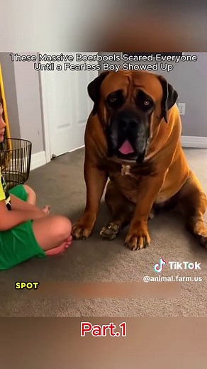 The two hundred pound giants were actually gentle #GentleGiants #Boerboel #DogBond #FearlessKid #USA