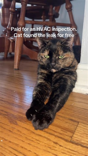 Cat Finds HVAC Leak: A Homeowner's Unexpected Help
