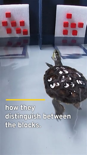 2.8K views · 44 reactions | TaiwanPlus News on Reels | Facebook