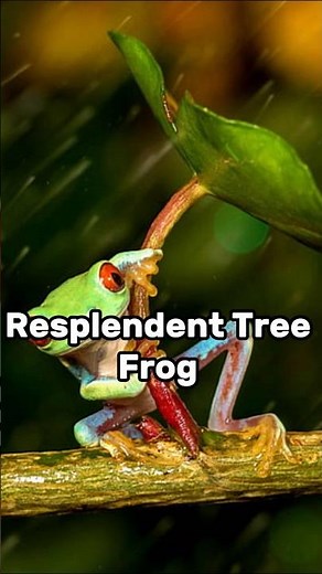 Top 10 Endangered Animals In India