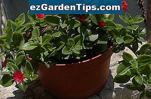 Identificación de la planta Huckleberry 🌱 Tips Jardineros - Es.ezGardenTips.com