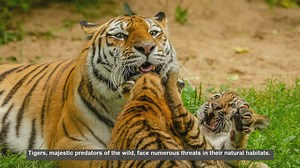 Top 10 Most Dangerous Places for Tigers: Survival Challenges Revealed