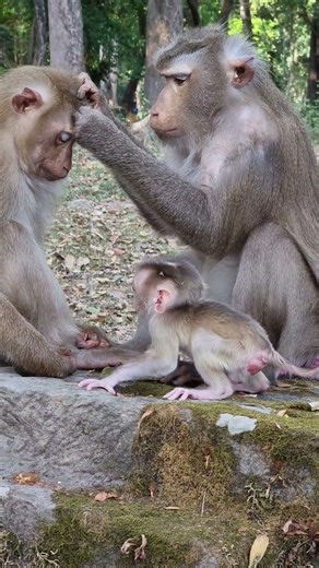 Lovely baby monkey & real mom to care #shorts