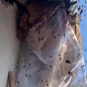 Catch a huge wasp nest on the roof | Fresh Air Online TV