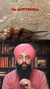 Cone Snail, Venomous, Ocean Creatures, Marine Biology, Snail Venom, Deadly Sea Creatures, Wildlife, Nature, Ocean Wonders, Sea Snails, Toxic Venom. 🐚 | JoT Tv Australia