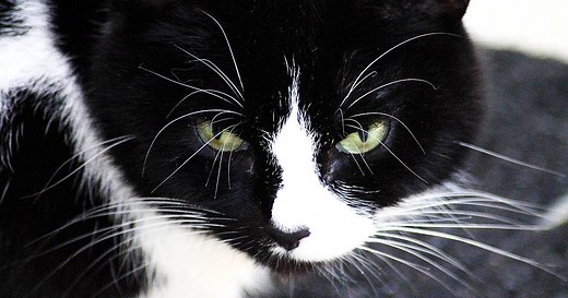 We Ain't Kitten Around—Here Are the 210 Best Names for Black-and-White Cats