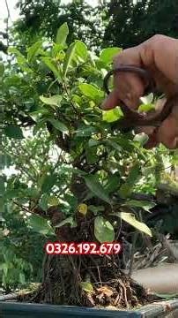 Si Búp Hồng giá hấp dẫn #haubonsai #bonsai #bonsaimini #caycanh #shots