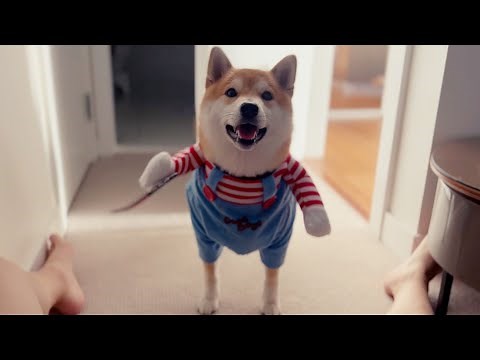 Shiba's Play (Doge Dressed As Chucky)
